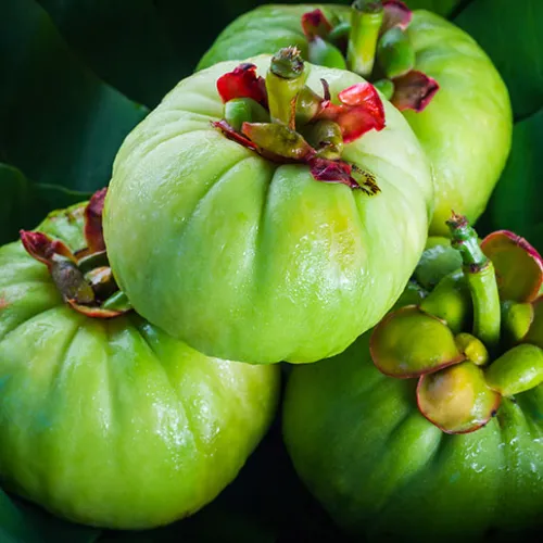 Extracto de fruta de Garcinia